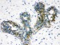 Anti-ARSA Picoband Antibody